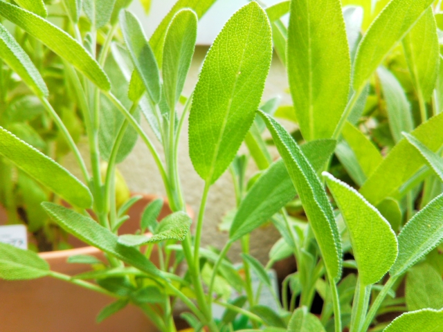 ナチュラルな暮らし – 無農薬ハーブを取り入れるメリットとは？